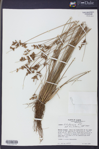 Juncus dichotomus image