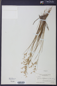 Juncus diffusissimus image