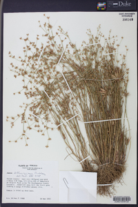 Juncus diffusissimus image