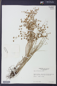 Juncus diffusissimus image