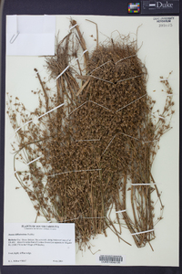 Juncus diffusissimus image