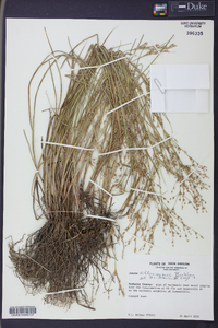 Juncus diffusissimus image