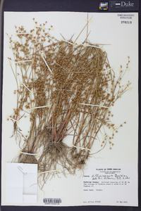 Juncus diffusissimus image