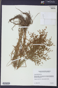 Juncus diffusissimus image