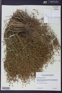 Juncus diffusissimus image