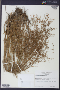 Juncus diffusissimus image