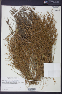 Juncus diffusissimus image