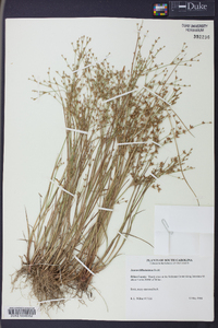 Juncus diffusissimus image