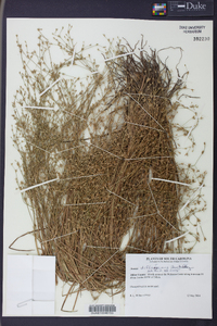 Juncus diffusissimus image