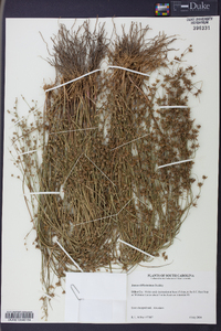 Juncus diffusissimus image