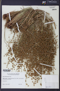 Juncus diffusissimus image