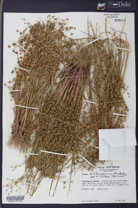 Juncus diffusissimus image