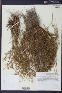 Juncus diffusissimus image