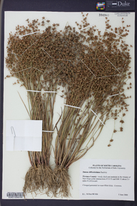 Juncus diffusissimus image