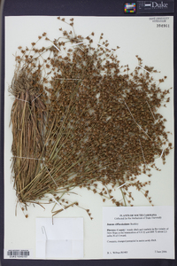 Juncus diffusissimus image