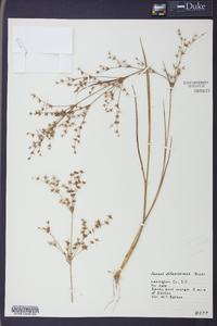 Juncus diffusissimus image