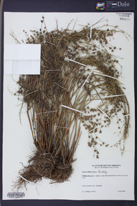 Juncus diffusissimus image