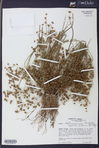 Juncus diffusissimus image