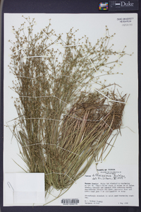 Juncus diffusissimus image