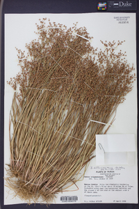 Juncus diffusissimus image