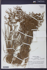 Juncus diffusissimus image