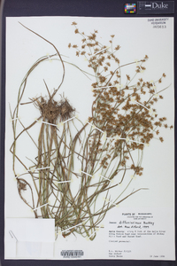 Juncus diffusissimus image