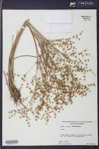 Juncus diffusissimus image