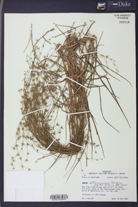 Juncus diffusissimus image