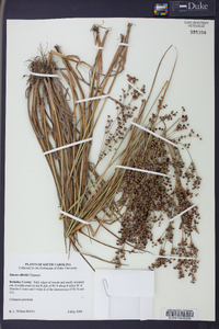 Juncus elliottii image