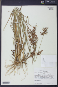 Juncus elliottii image