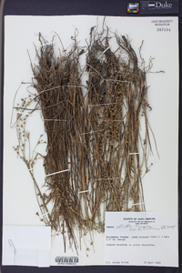 Juncus elliottii image