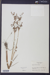 Juncus elliottii image