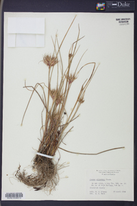 Juncus elliottii image