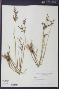 Juncus elliottii image