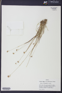 Juncus filipendulus image