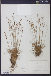 Juncus georgianus image