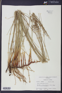 Juncus gymnocarpus image