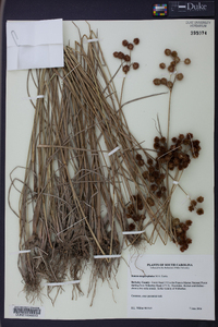 Juncus megacephalus image