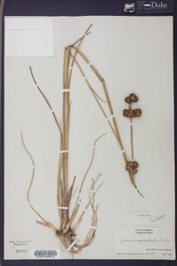 Juncus megacephalus image