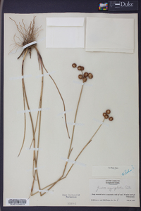 Juncus megacephalus image