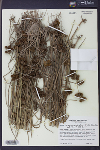 Juncus megacephalus image