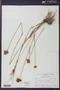 Juncus megacephalus image