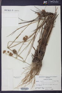 Juncus megacephalus image