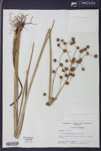 Juncus megacephalus image