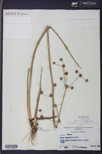 Juncus megacephalus image