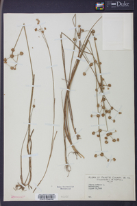 Juncus nodosus image