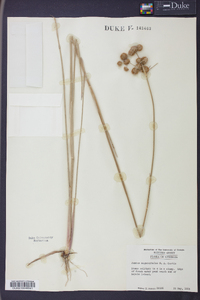 Juncus megacephalus image