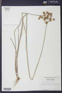 Juncus megacephalus image