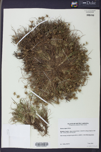 Juncus repens image