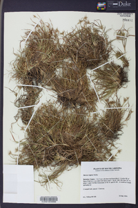 Juncus repens image